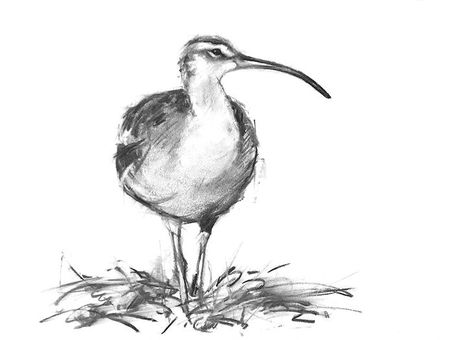 Whimbrel Charcoal Drawing